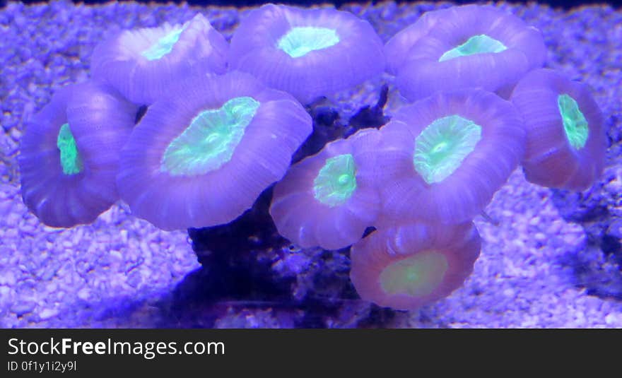 green-and-purple coral