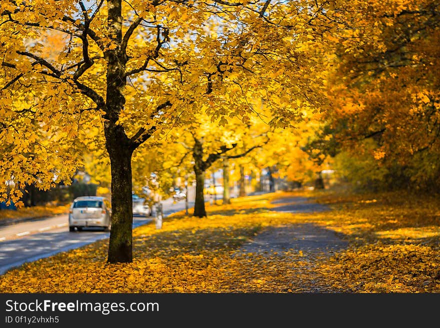 A park way in the autumn with yellow leaves. A park way in the autumn with yellow leaves.