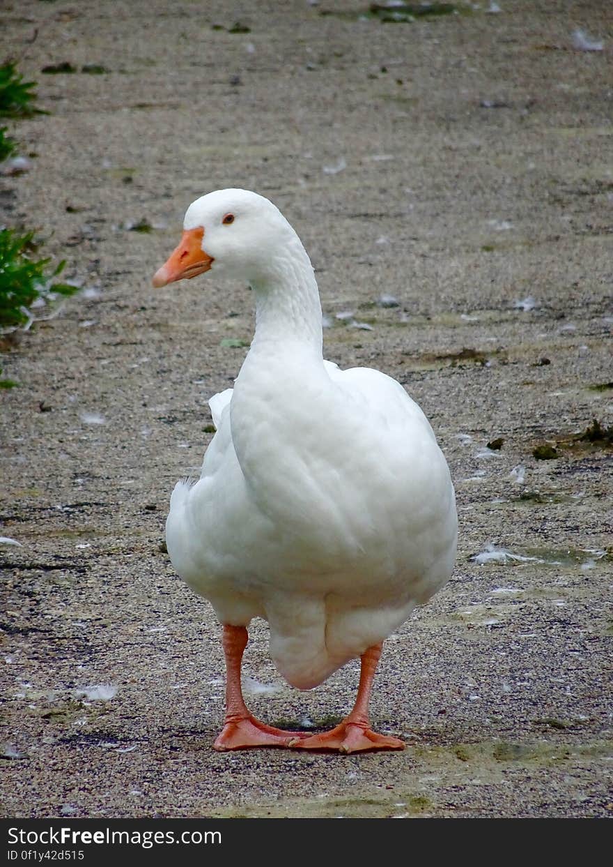 A goose walking in a field. There are a lot of geese in the area. In particular now the weather gets colder and the geese are flying south through the area. Yesterday I started a new group for Copyright Free photos. If you like to use copyright free photos or want to contribute, please check the group in the &#x27;groups&#x27; of this photo. It is called Copyright Free StockyPics. Thank you :&#x29;. A goose walking in a field. There are a lot of geese in the area. In particular now the weather gets colder and the geese are flying south through the area. Yesterday I started a new group for Copyright Free photos. If you like to use copyright free photos or want to contribute, please check the group in the &#x27;groups&#x27; of this photo. It is called Copyright Free StockyPics. Thank you :&#x29;