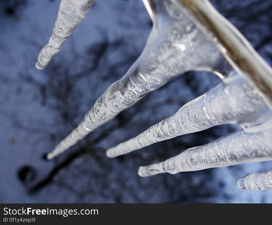 A close up of icicles hanging from a branch. A close up of icicles hanging from a branch.