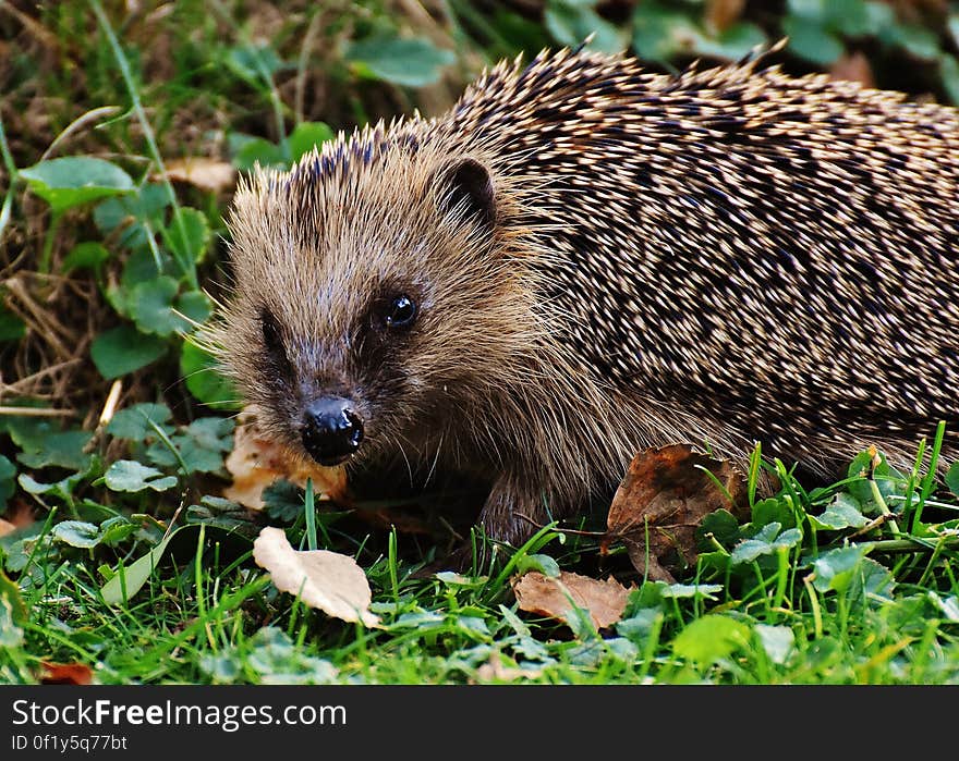 Portrait of hedgehog foraging in a leafy garden. Portrait of hedgehog foraging in a leafy garden.