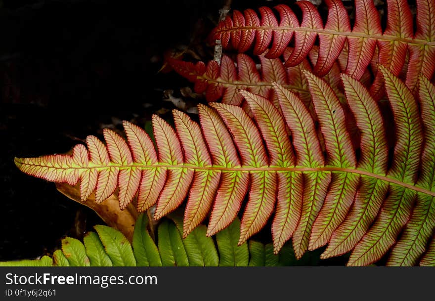 Blechnum novae-zelandiae, commonly known as palm-leaf fern or kiokio, is a species of fern found in New Zealand. It can often be found growing in clay soil on embankments and roadsides. B. novae-zelandiae has long fronds that grow up to 2 metres long by 50 cm wide. They are pink when new and as they age they turn green and darken. Blechnum novae-zelandiae, commonly known as palm-leaf fern or kiokio, is a species of fern found in New Zealand. It can often be found growing in clay soil on embankments and roadsides. B. novae-zelandiae has long fronds that grow up to 2 metres long by 50 cm wide. They are pink when new and as they age they turn green and darken