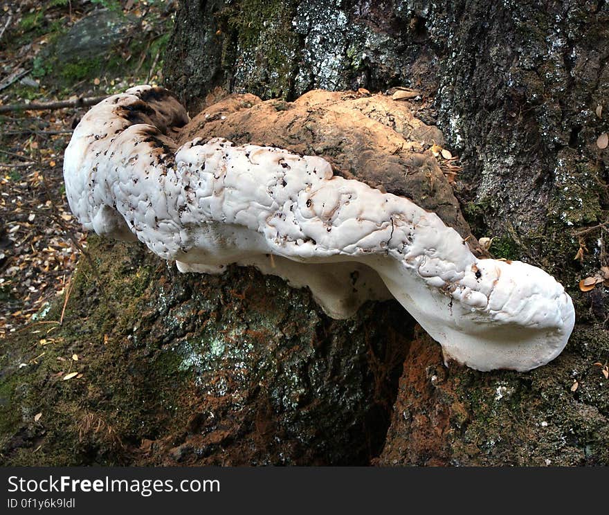 Bracket fungi, or shelf fungi, are among the many groups of fungi. Characteristically, they produce shelf- or bracket-shaped or occasionally circular fruiting bodies called conks that lie in a close planar grouping of separate or interconnected horizontal rows. Brackets can range from only a single row of a few caps, to dozens of rows of caps that can weigh several hundred pounds. They are mainly found on trees &#x28;living and dead&#x29; and coarse woody debris, and may resemble mushrooms. Bracket fungi, or shelf fungi, are among the many groups of fungi. Characteristically, they produce shelf- or bracket-shaped or occasionally circular fruiting bodies called conks that lie in a close planar grouping of separate or interconnected horizontal rows. Brackets can range from only a single row of a few caps, to dozens of rows of caps that can weigh several hundred pounds. They are mainly found on trees &#x28;living and dead&#x29; and coarse woody debris, and may resemble mushrooms.