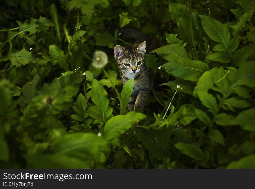 A kitten sitting in tall grass. A kitten sitting in tall grass.