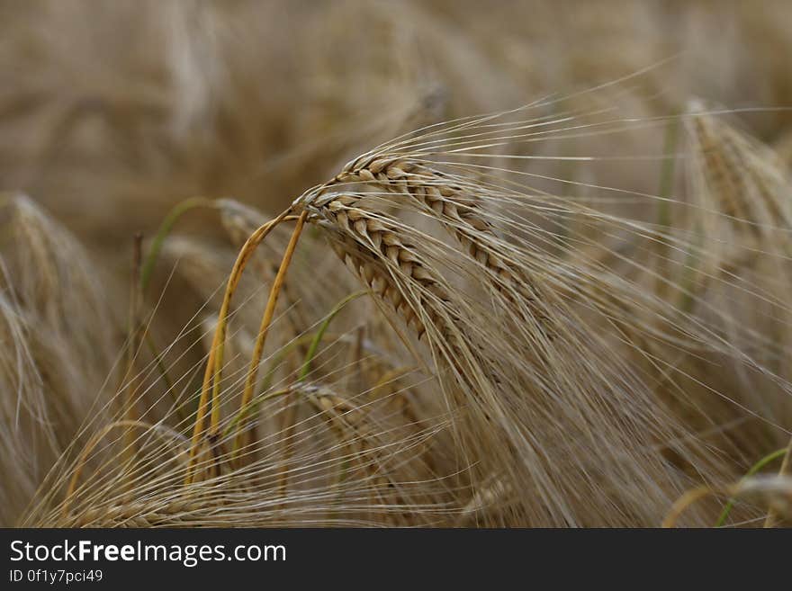 A field with ripe wheat crops.