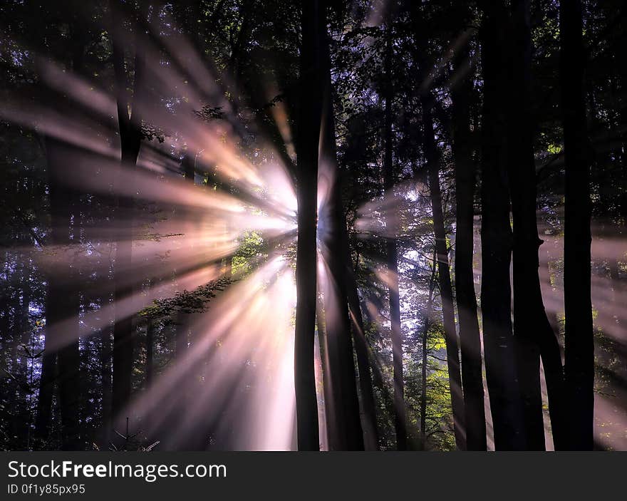 Sun Shining Through Trees at Night