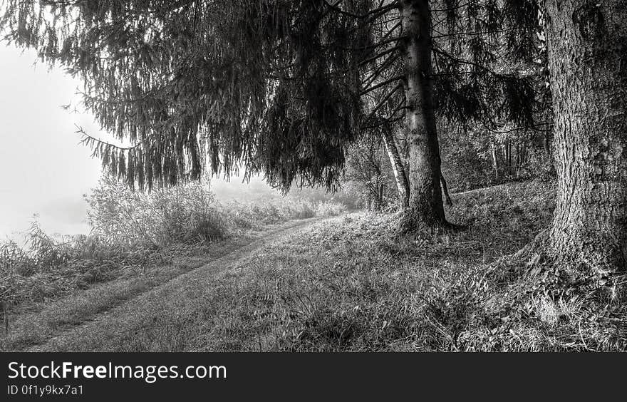 Grayscale of Forest Trees