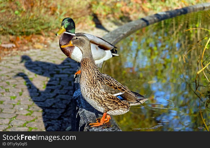 Close-up of Mallard Ducks on Water