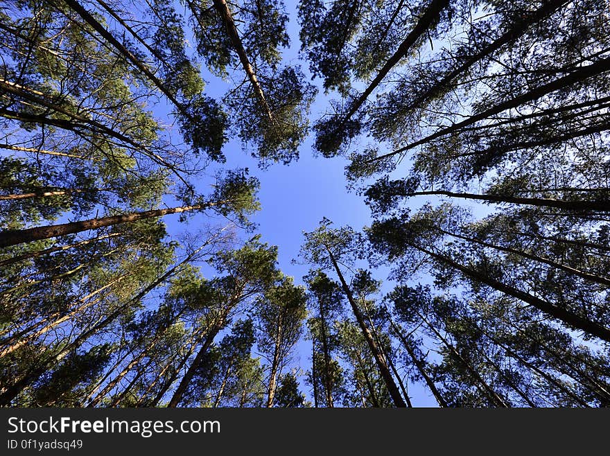 Tall Green Tree during Daytime