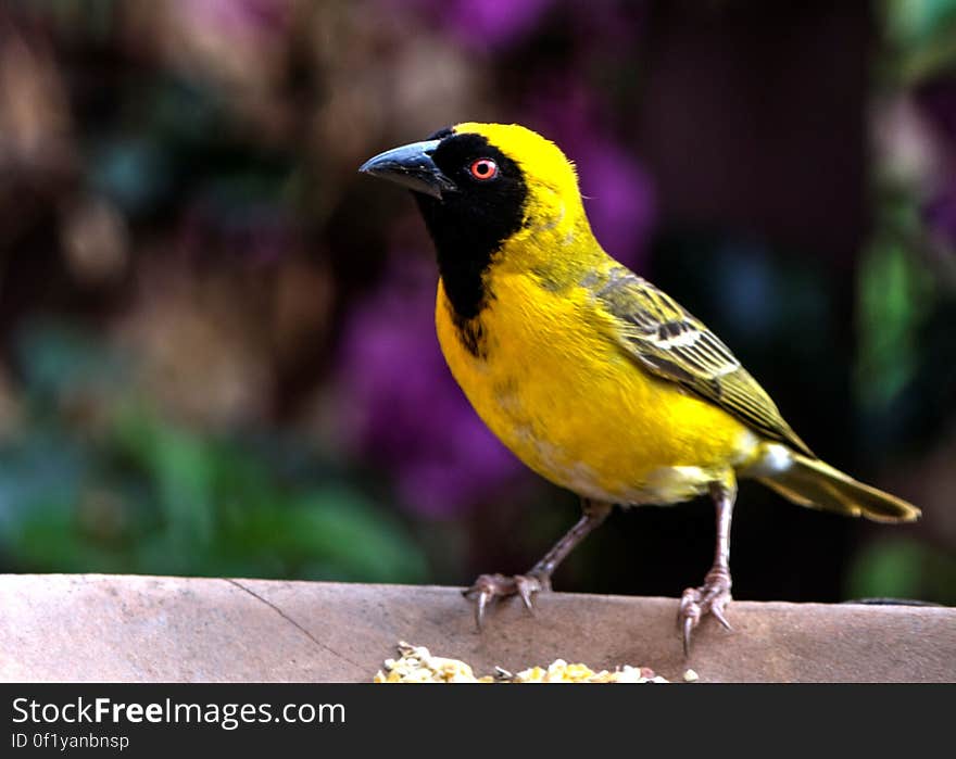 Bird Perching on Outdoors