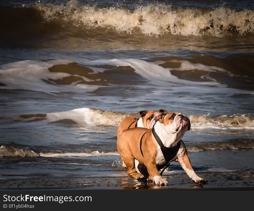 A pair of bulldogs playing on the beach. A pair of bulldogs playing on the beach.