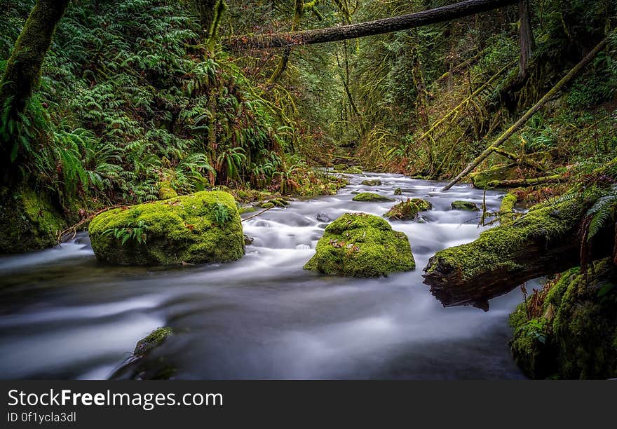 A creek with mossy rocks in a deep forest. A creek with mossy rocks in a deep forest.