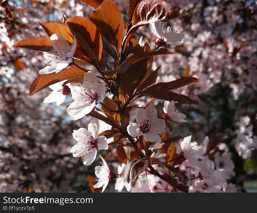 White and Maroon Flowers