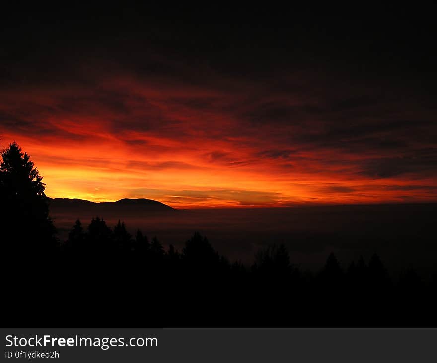 Trees Under Orange Yellow Sky