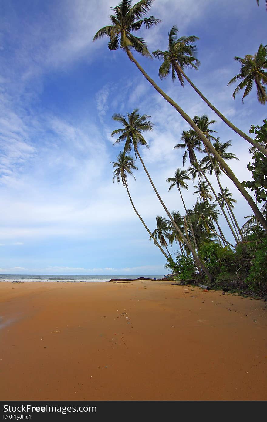 A view of a sandy beach in the tropics with palm trees. A view of a sandy beach in the tropics with palm trees.