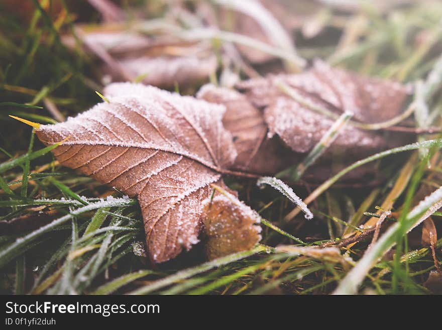 Closeup of fall leaves on the ground.