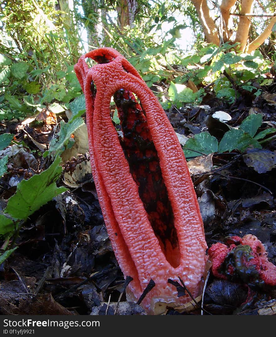 Clathrus colomats.