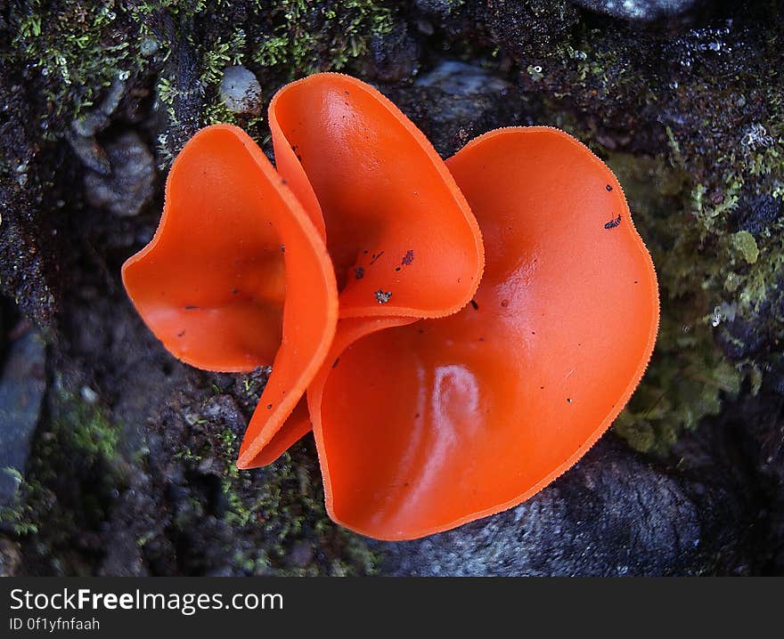 The orange peel fungus &#x28;Aleuria aurantia&#x29; is a widespread ascomycete fungus in the order Pezizales. The brilliant orange, cup-shaped ascocarps often resemble orange peels strewn on the ground, giving this species its common name. The orange peel fungus &#x28;Aleuria aurantia&#x29; is a widespread ascomycete fungus in the order Pezizales. The brilliant orange, cup-shaped ascocarps often resemble orange peels strewn on the ground, giving this species its common name.