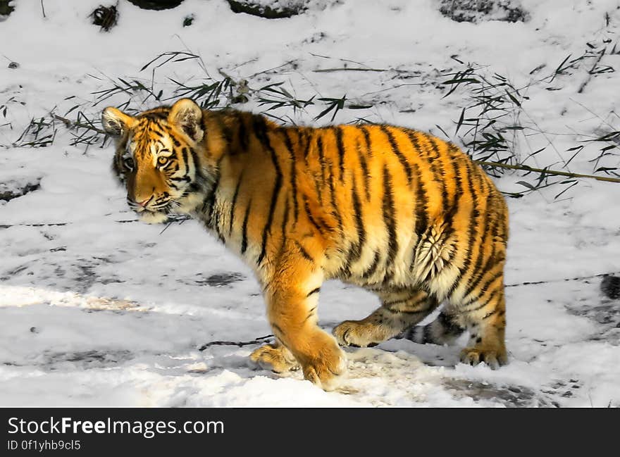 A tiger walking in the snow. A tiger walking in the snow.