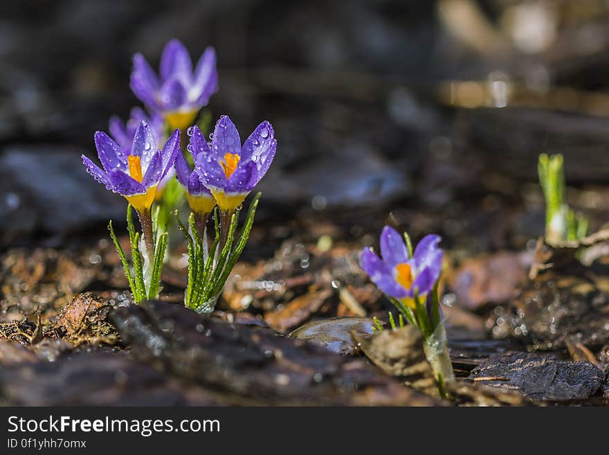 Selective Focus Photo of Purple Petaled Flower With Water Droplet on Daytime