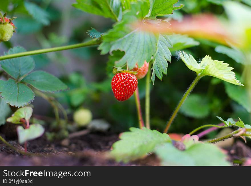 A close up of a red strawberry in the field.