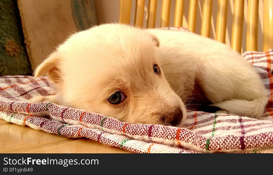 A small dog puppy sleeping on a blanket. A small dog puppy sleeping on a blanket.