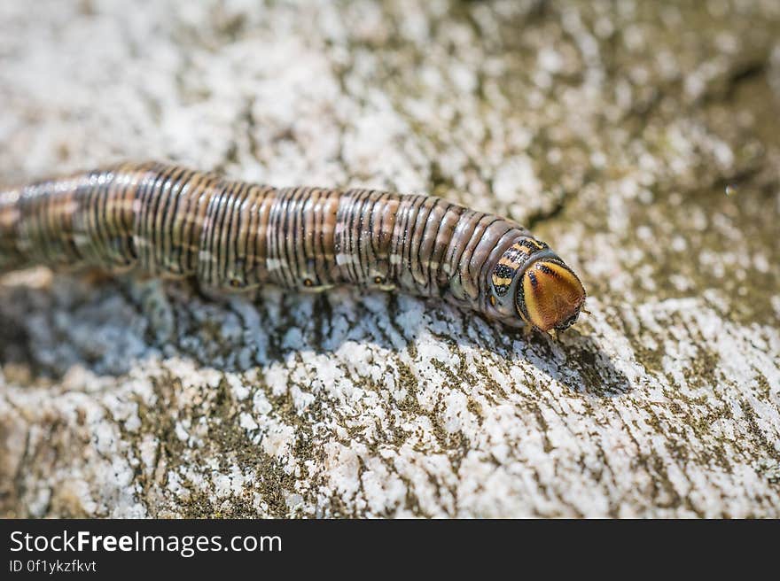 Brown and Gray Crawling Insect on Brown and Gray Wooden Surface