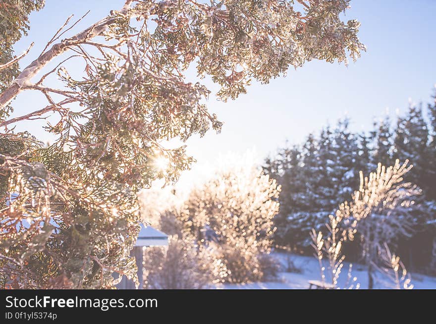 Frozen trees in the winter sun.