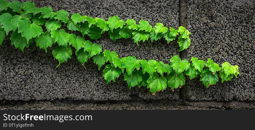 Ivy growing along a concrete wall. Ivy growing along a concrete wall.