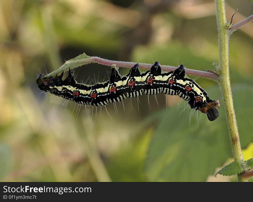 Black White and Brown Caterpillar on Green Grass