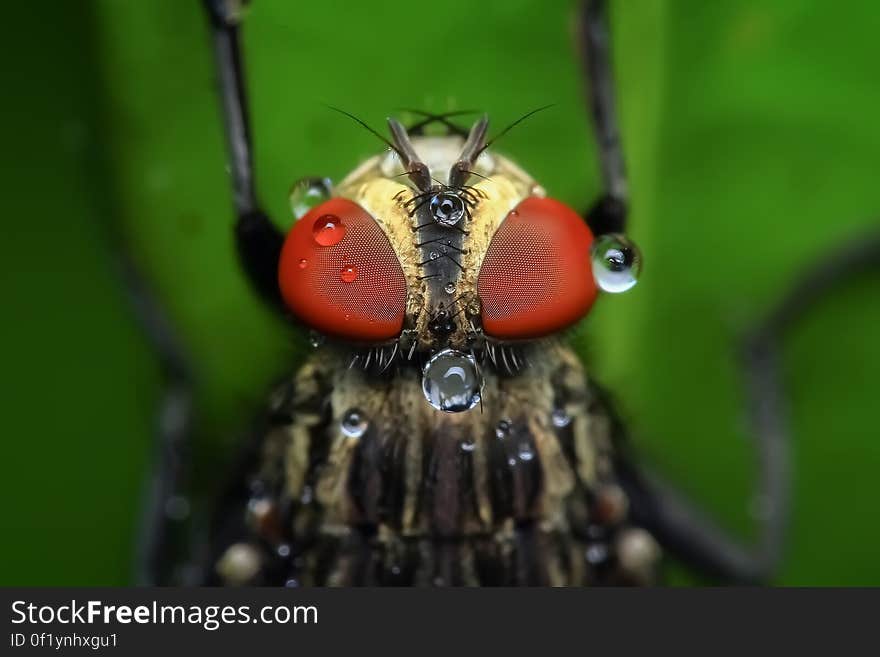 Close-up of Insect on Leaf