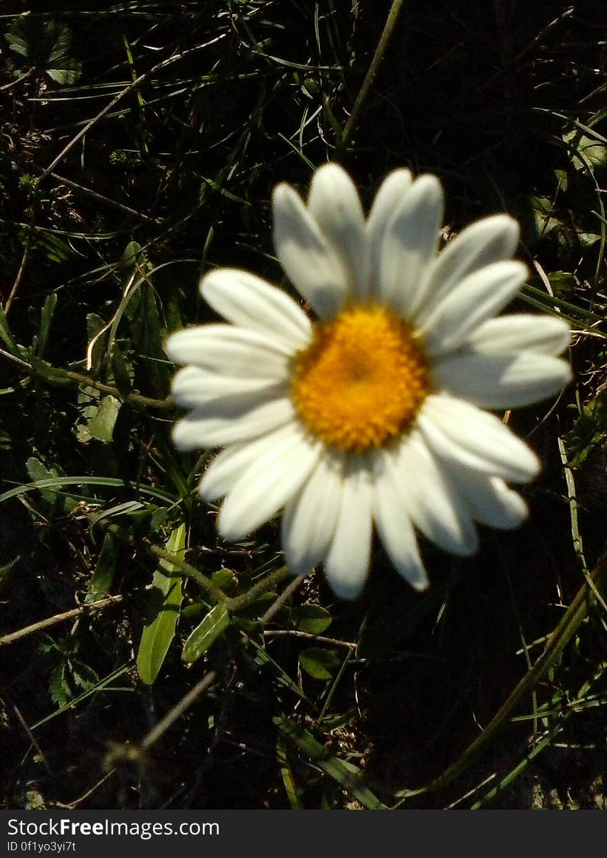 Close up of white daisy in green garden.