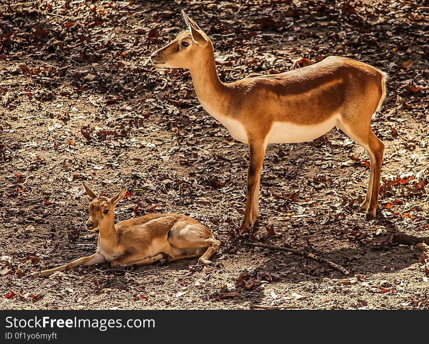 A pair of impalas in the field.