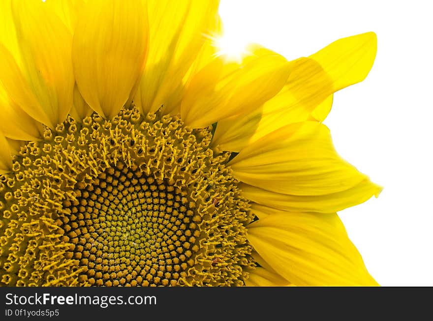 A close up of a sunflower blossom on white background. A close up of a sunflower blossom on white background.