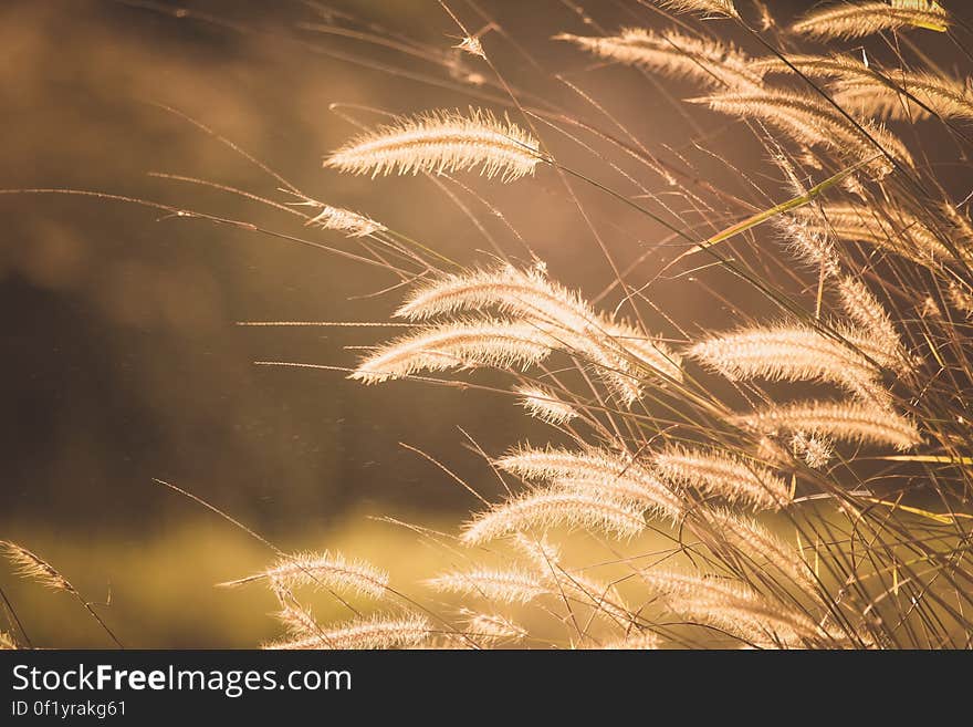 Wild grass lit by the afternoon sun. Wild grass lit by the afternoon sun.