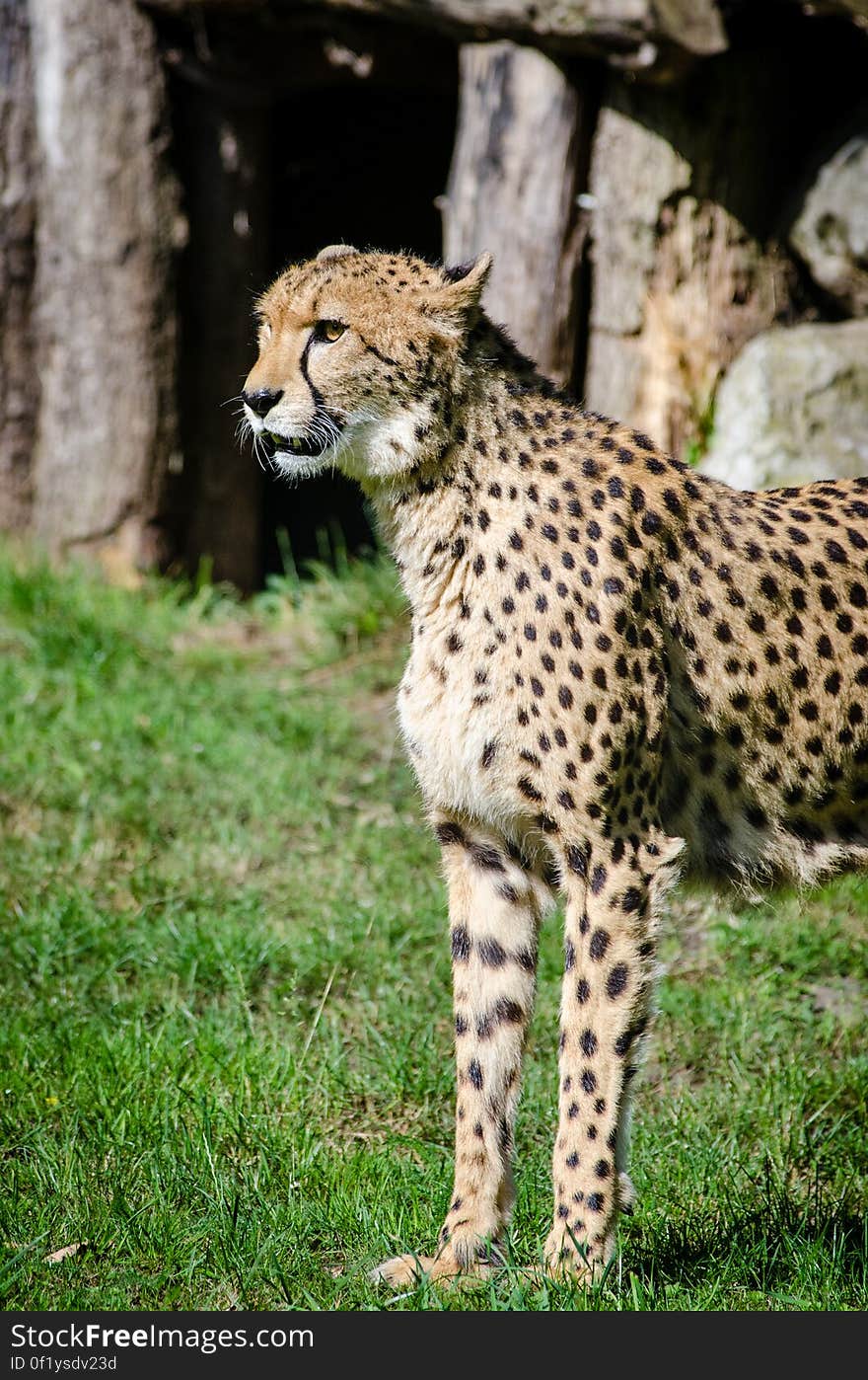 Cheetah