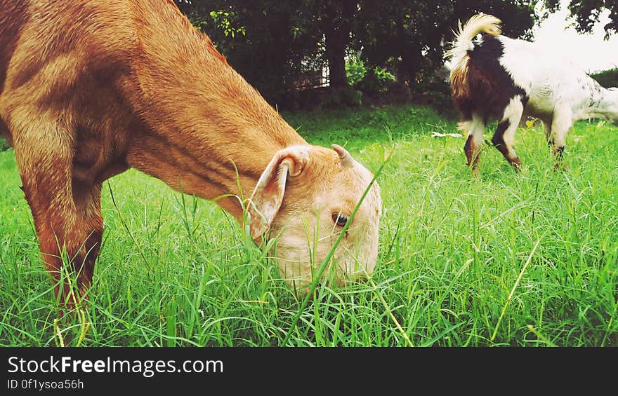 A pair of goats eating grass.