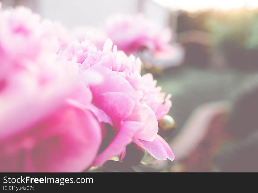 Closeup of the bloom of a pink peony, taken amongst other similar flowers with a shallow depth of field.