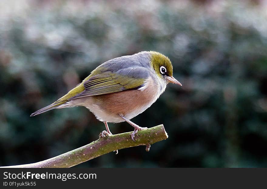 The silvereye colonised New Zealand from Australia in the 1850s, and is now one of New Zealandâ€™s most abundant and widespread bird species. It is found throughout New Zealand and its offshore and outlying islands, occurring in most vegetated habitats, including suburban gardens, farmland, orchards, woodlands and forests. Silvereyes are small songbirds that are easily recognised by their conspicuous white eye-ring; their plumage is mainly olive-green above and cream below. It is an an active, mobile species that moves about frequently, including making sea crossings. The silvereye colonised New Zealand from Australia in the 1850s, and is now one of New Zealandâ€™s most abundant and widespread bird species. It is found throughout New Zealand and its offshore and outlying islands, occurring in most vegetated habitats, including suburban gardens, farmland, orchards, woodlands and forests. Silvereyes are small songbirds that are easily recognised by their conspicuous white eye-ring; their plumage is mainly olive-green above and cream below. It is an an active, mobile species that moves about frequently, including making sea crossings.