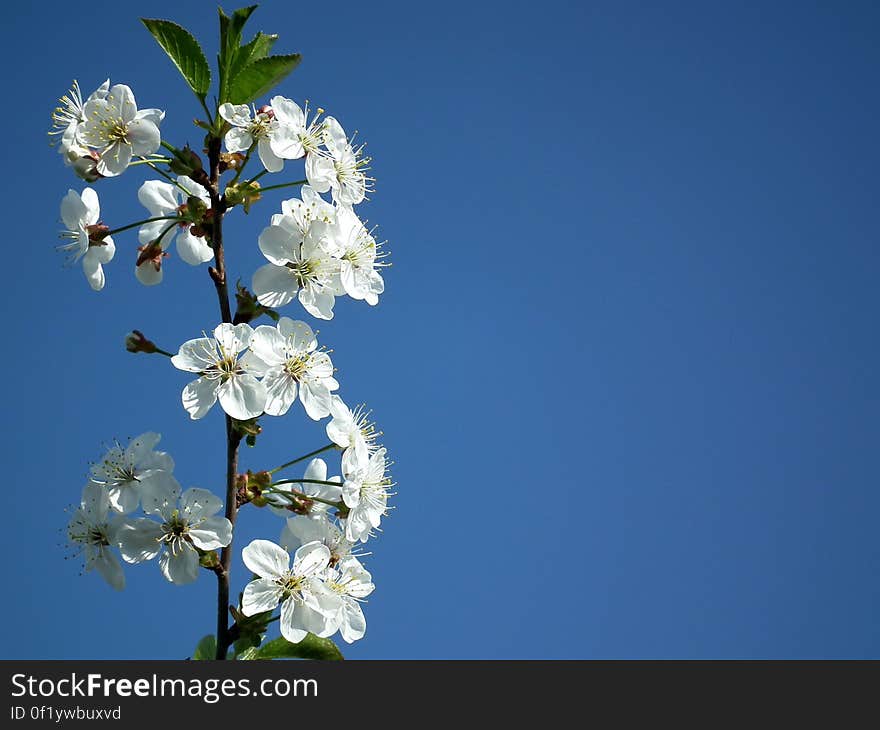 White Petaled Flower