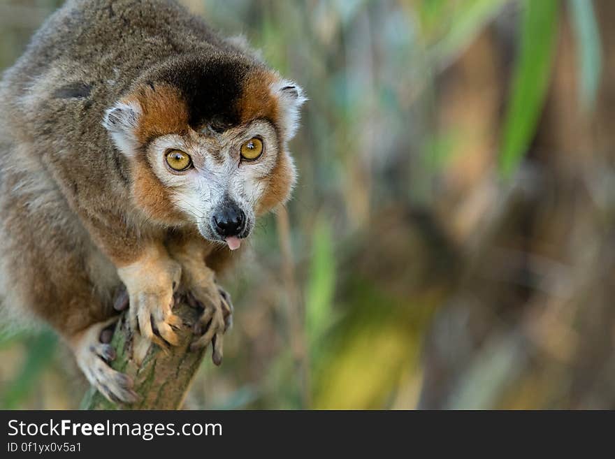 Crowned lemur 2016-01-08-00776