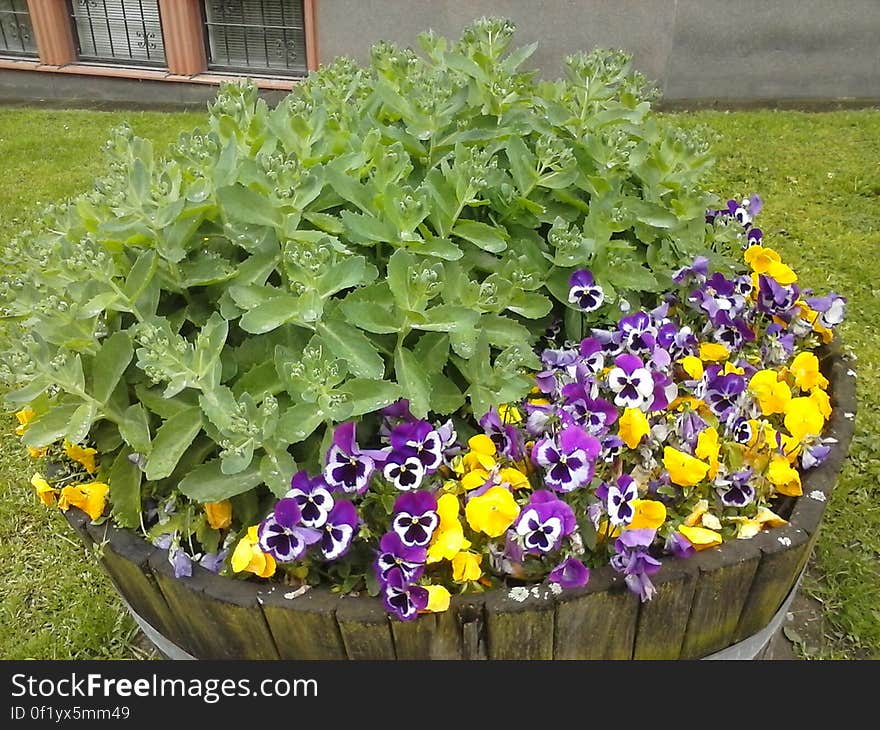 Flower, Plant, Flowerpot, Window, Leaf, Purple