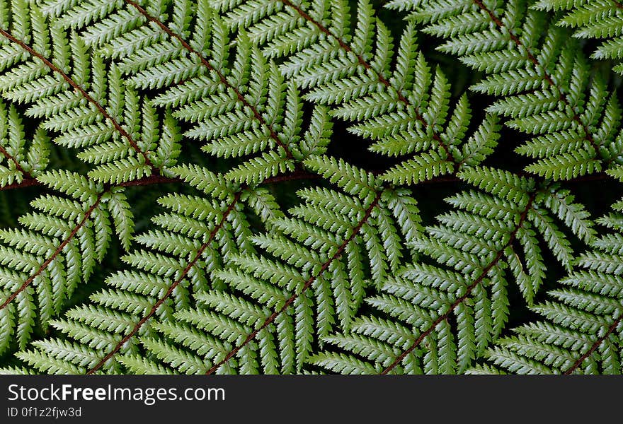 Dicksonia squarrosa Wheki This is the most common tree fern found in forests throughout New Zealand. It is a medium sized tree fern and the fastest growing and will tolerate a wide range of conditions. The fronds are harsh to touch and are dark green above and paler on the underside. Dicksonia squarrosa Wheki This is the most common tree fern found in forests throughout New Zealand. It is a medium sized tree fern and the fastest growing and will tolerate a wide range of conditions. The fronds are harsh to touch and are dark green above and paler on the underside.