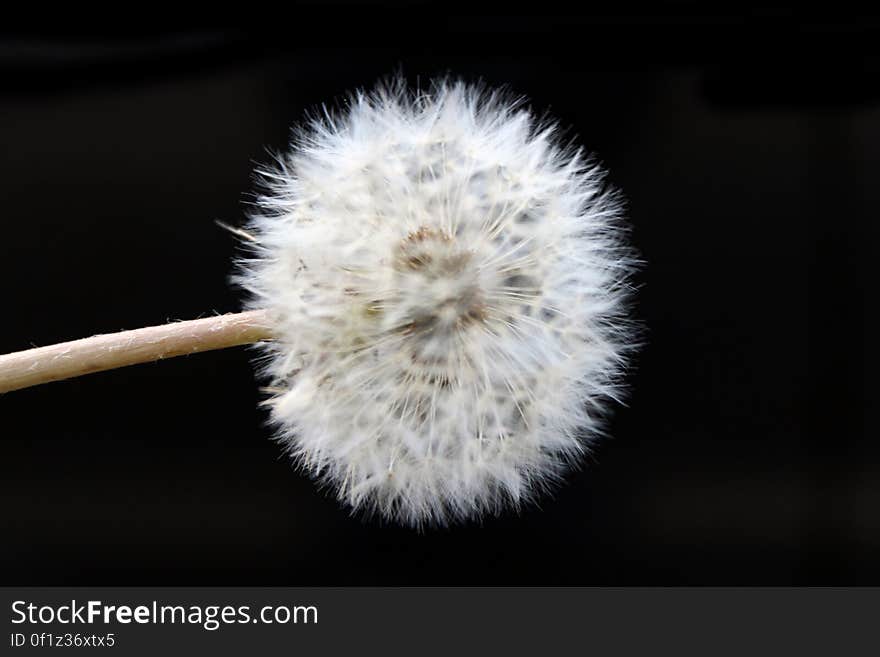 Dandelion 1