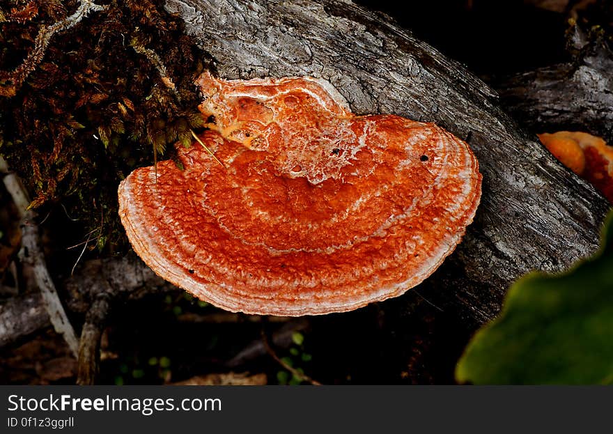 Pycnoporus coccineus &#x28;Orange Bracket&#x29; Kingdom: Fungi Phylum: Basidiomycota Class: Agaricomycetes Order: Polyporales Family: Polyporaceae Genus: Polyporus Scientific name: Pycnoporus coccineus Common Name: Orange bracket A brilliant orange red fungus which bleaches to a whitish colour as it ages. Found on rotting wood and on the bark of living trees. Height: 100 mm Width: 80 mm. Pycnoporus coccineus &#x28;Orange Bracket&#x29; Kingdom: Fungi Phylum: Basidiomycota Class: Agaricomycetes Order: Polyporales Family: Polyporaceae Genus: Polyporus Scientific name: Pycnoporus coccineus Common Name: Orange bracket A brilliant orange red fungus which bleaches to a whitish colour as it ages. Found on rotting wood and on the bark of living trees. Height: 100 mm Width: 80 mm