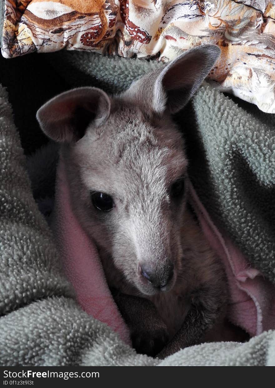 Animal refuge, Yass, Australia. Animal refuge, Yass, Australia