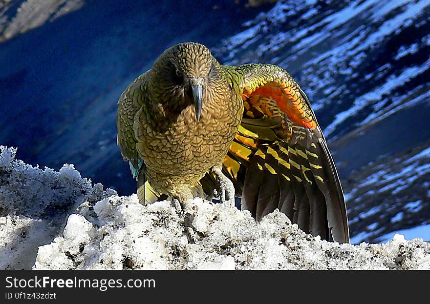 As kea fly overhead, they show flashes of the bright red and orange under their wings. Seen from above, their colours are duller â€“ probably to avoid attracting the attention of birds of prey. The keaâ€™s topside is mainly green with some brown, yellow and red, and blue-green on the outer wings. Juveniles have a yellow cere &#x28;fleshy pad above the bill&#x29; and eye-rings, both of which are grey in adults. Males weigh around 1 kilogram and females 800 grams. Like all parrots, they have two toes pointing forward and two back. As kea fly overhead, they show flashes of the bright red and orange under their wings. Seen from above, their colours are duller â€“ probably to avoid attracting the attention of birds of prey. The keaâ€™s topside is mainly green with some brown, yellow and red, and blue-green on the outer wings. Juveniles have a yellow cere &#x28;fleshy pad above the bill&#x29; and eye-rings, both of which are grey in adults. Males weigh around 1 kilogram and females 800 grams. Like all parrots, they have two toes pointing forward and two back.