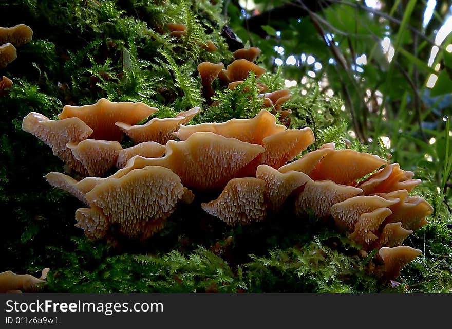 Forms as ether a small bracket on the sides of a log or a flat sheet when under side of log. Common name: None Found: Native forests Substrate: On wood Spore: WhiteHeight: 15 mm Width: 30 mm Season: Early summer Edible: No. Forms as ether a small bracket on the sides of a log or a flat sheet when under side of log. Common name: None Found: Native forests Substrate: On wood Spore: WhiteHeight: 15 mm Width: 30 mm Season: Early summer Edible: No