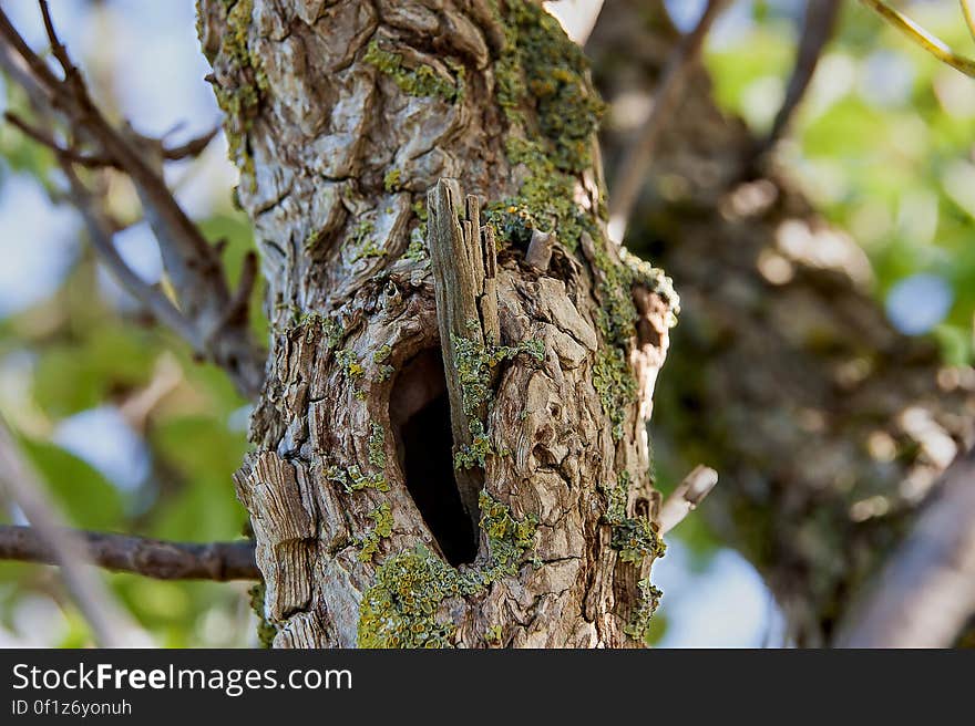 Knothole. Knothole