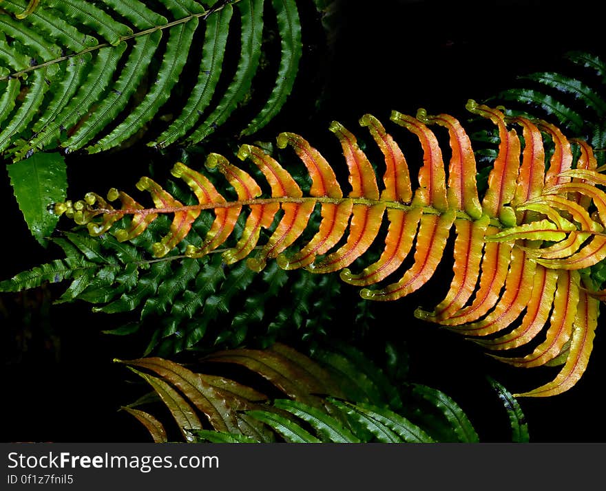 Blechnum novae-zelandiae, commonly known as palm-leaf fern or kiokio, is a species of fern found in New Zealand. It can often be found growing in clay soil on embankments and roadsides. Blechnum novae-zelandiae, commonly known as palm-leaf fern or kiokio, is a species of fern found in New Zealand. It can often be found growing in clay soil on embankments and roadsides.